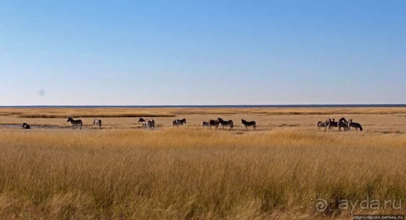 Селф-драйв по нац. парку Этоша. Кружок вокруг Fischer's Pan