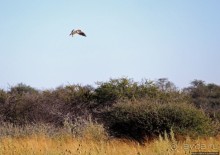 Селф-драйв по нац. парку Этоша. Кружок вокруг Fischer's Pan