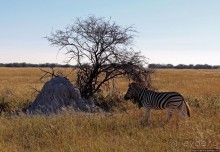 Колония олушей на острове Мотутара