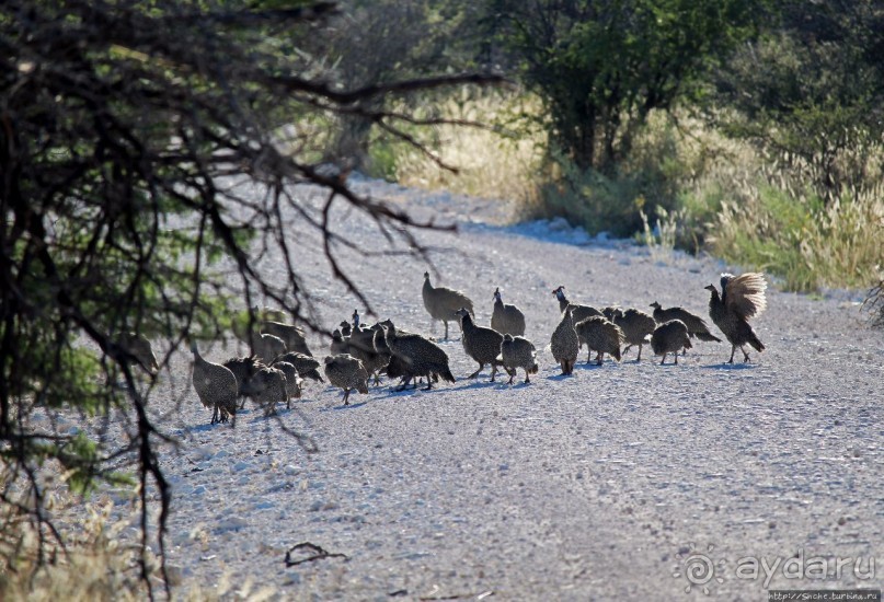 Селф-драйв по нац. парку Этоша. Кружок вокруг Fischer's Pan