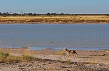 Селф-драйв по нац. парку Этоша. Кружок вокруг Fischer's Pan
