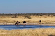 Селф-драйв по нац. парку Этоша. Кружок вокруг Fischer's Pan