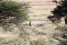 Селф-драйв по нац. парку Этоша. Кружок вокруг Fischer's Pan