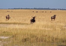 Селф-драйв по нац. парку Этоша. Кружок вокруг Fischer's Pan