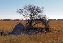 Колония олушей на острове Мотутара