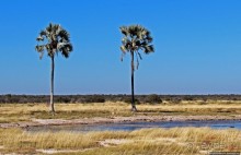 Колония олушей на острове Мотутара