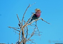 Колония олушей на острове Мотутара