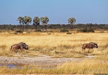 Селф-драйв по нац. парку Этоша. Кружок вокруг Fischer's Pan