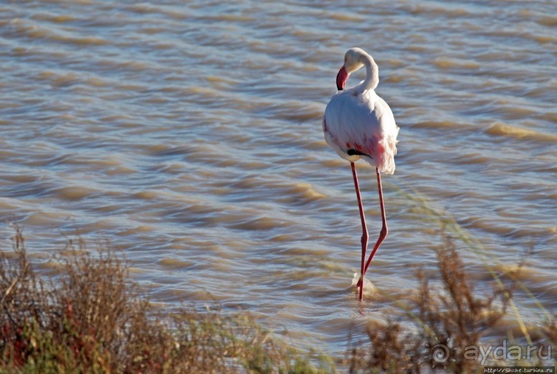 Селф-драйв по нац. парку Этоша. Кружок вокруг Fischer's Pan