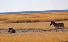 Колония олушей на острове Мотутара