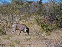 Селф-драйв по нац. парку Этоша. Кружок вокруг Fischer's Pan
