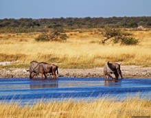 Селф-драйв по нац. парку Этоша. Кружок вокруг Fischer's Pan