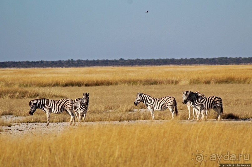 Селф-драйв по нац. парку Этоша. Кружок вокруг Fischer's Pan