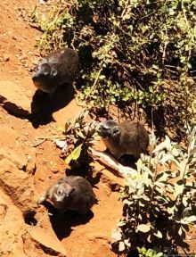 Во истину велика "Великая рифтовая долина"