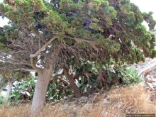 Спинолонга - остров-крепость на входе в залив Мирабелла