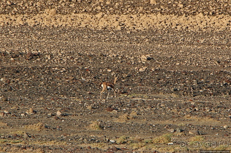 Картинки из Джибути