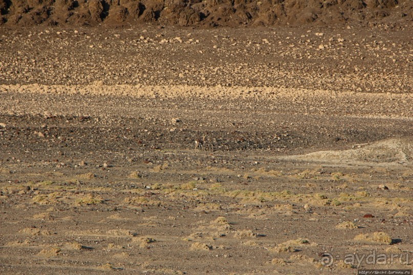 Картинки из Джибути