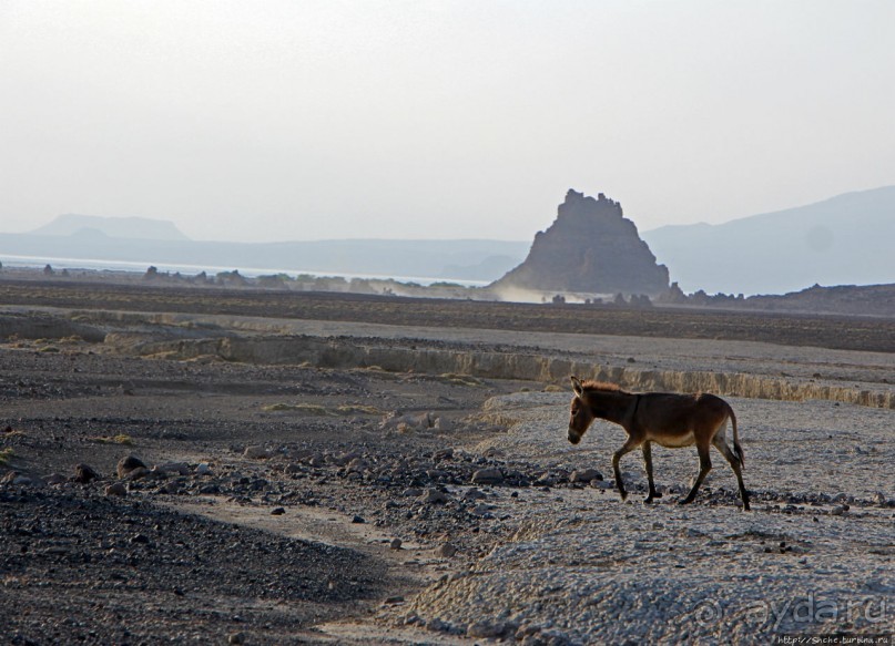 Картинки из Джибути