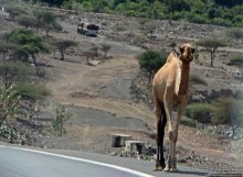 Картинки из Джибути