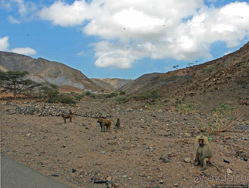 Картинки из Джибути