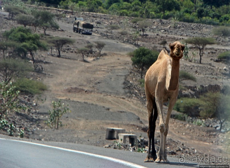 Картинки из Джибути