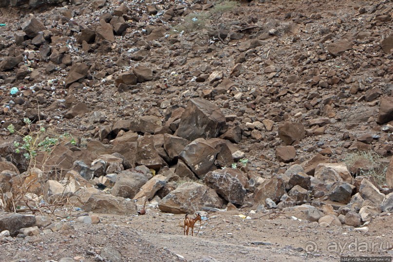 Картинки из Джибути