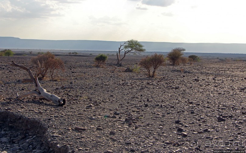 Картинки из Джибути