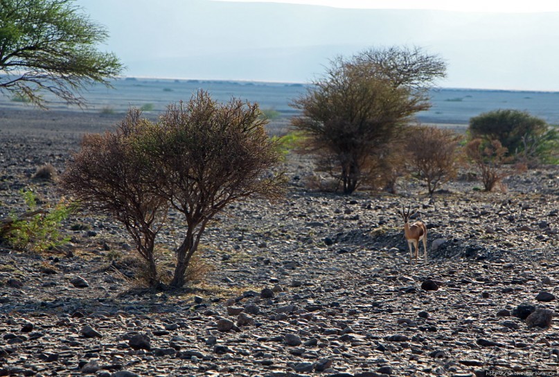 Картинки из Джибути