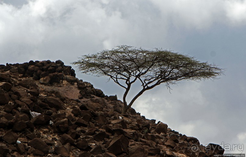 Картинки из Джибути