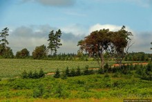 Много в ней лесов, полей и ... полей среди лесов:)