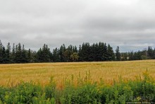 Много в ней лесов, полей и ... полей среди лесов:)