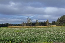 Много в ней лесов, полей и ... полей среди лесов:)