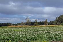 Много в ней лесов, полей и ... полей среди лесов:)