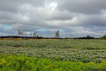 Много в ней лесов, полей и ... полей среди лесов:)