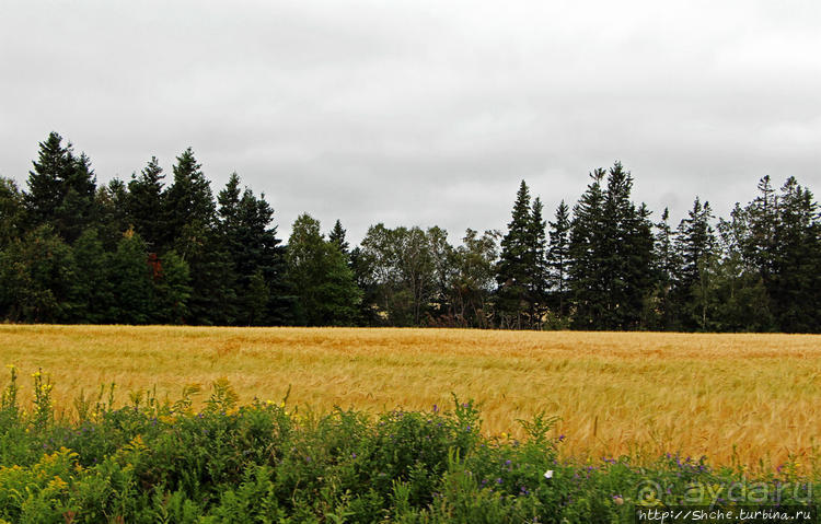 Много в ней лесов, полей и ... полей среди лесов:)