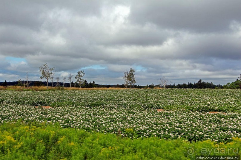 Много в ней лесов, полей и ... полей среди лесов:)