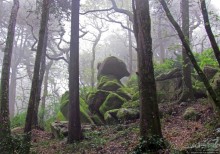 Мистерия дворцового парка