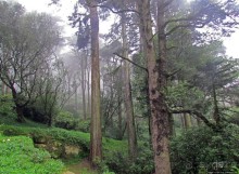 Мистерия дворцового парка