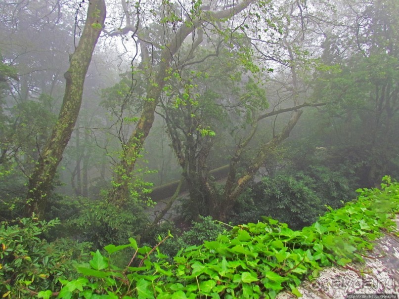 Мистерия дворцового парка