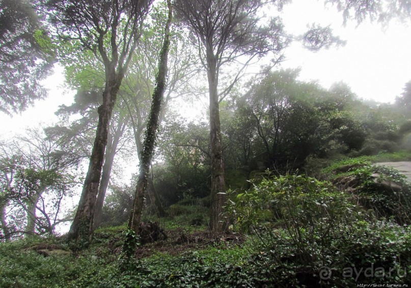 Мистерия дворцового парка