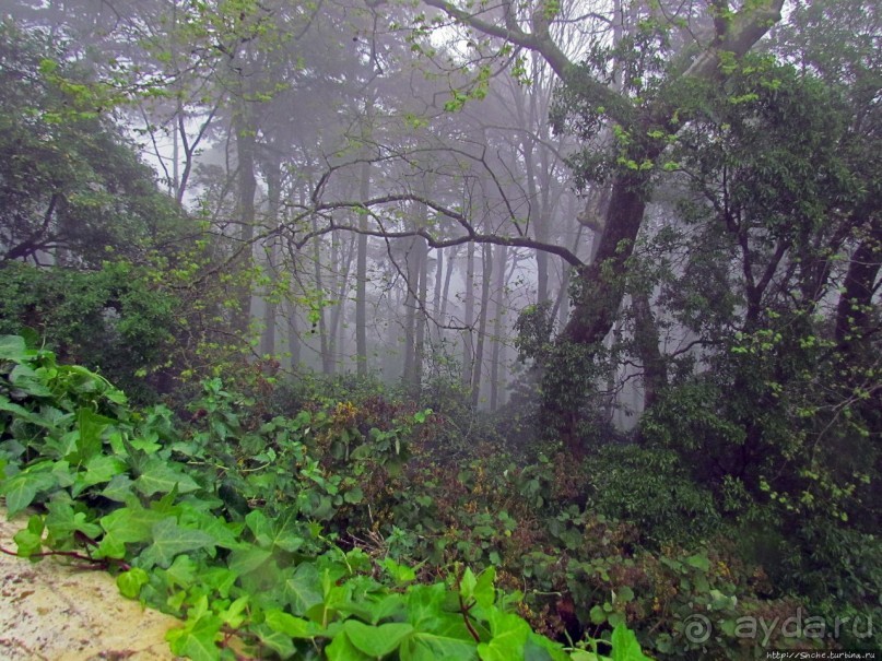 Мистерия дворцового парка