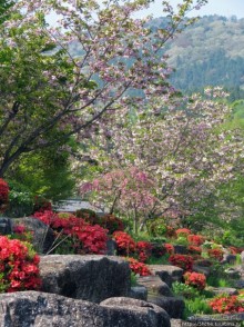 Альбом отзыва ""Один раз в год сады цветут"... Цветущие сакуры Гифу"