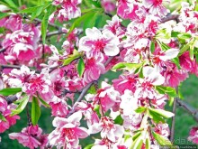 Альбом отзыва ""Один раз в год сады цветут"... Цветущие сакуры Гифу"