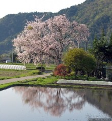 Альбом отзыва ""Один раз в год сады цветут"... Цветущие сакуры Гифу"
