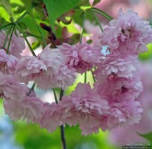 Альбом отзыва ""Один раз в год сады цветут"... Цветущие сакуры Гифу"