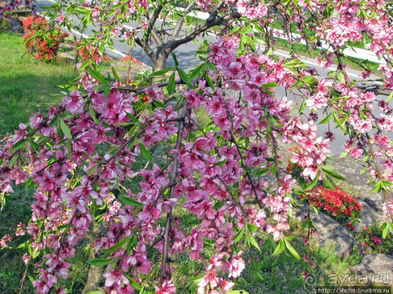 "Один раз в год сады цветут"... Цветущие сакуры Гифу