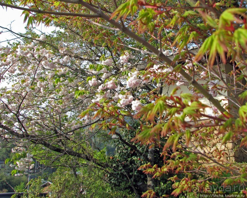 "Один раз в год сады цветут"... Цветущие сакуры Гифу