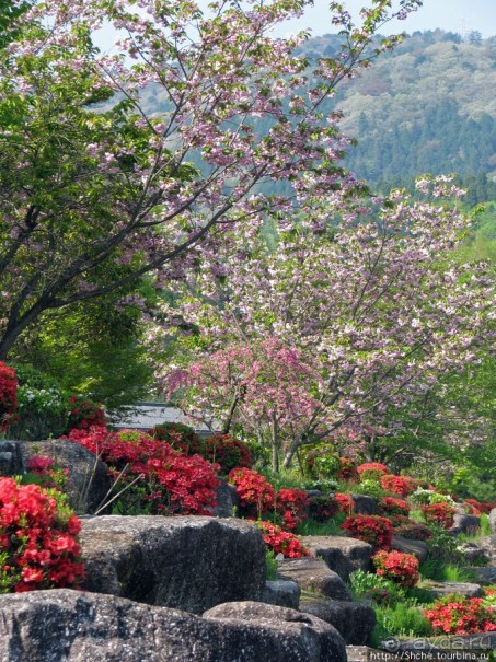 "Один раз в год сады цветут"... Цветущие сакуры Гифу