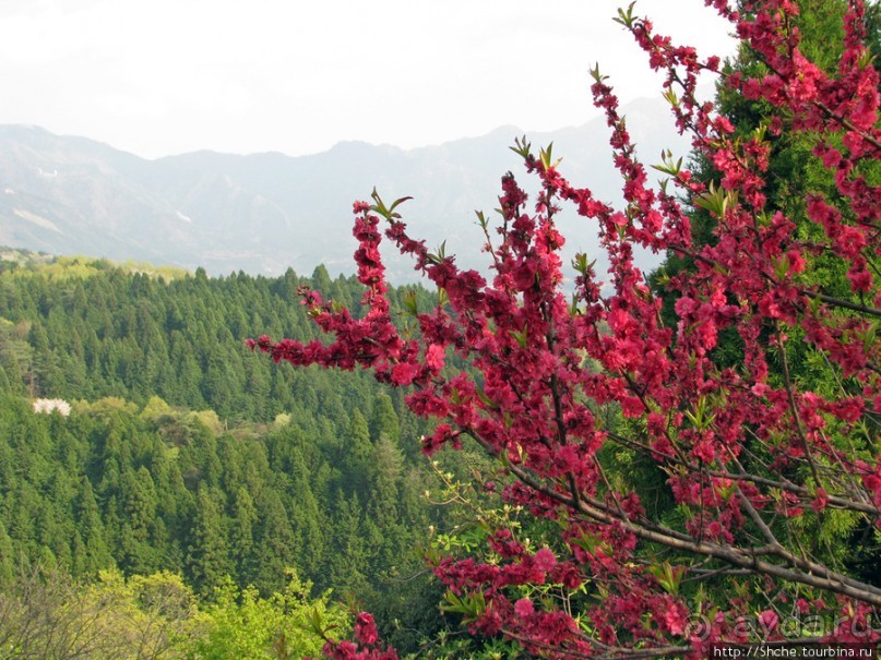 "Один раз в год сады цветут"... Цветущие сакуры Гифу
