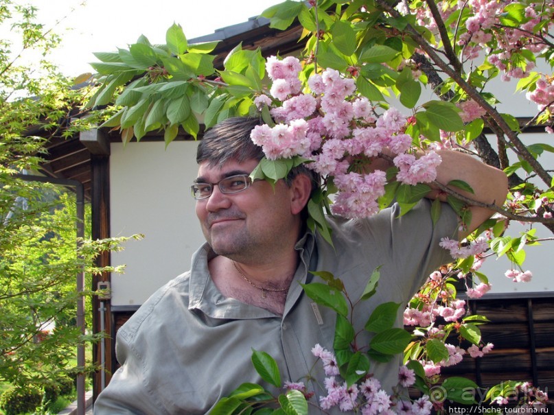 "Один раз в год сады цветут"... Цветущие сакуры Гифу